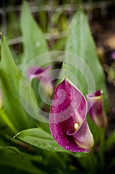 Pink Lily