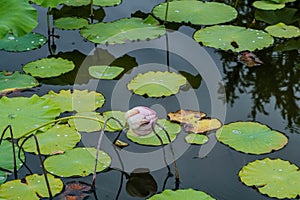 Pink lily with closed petals in pond with lily pads