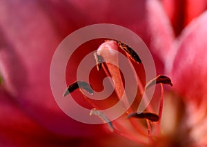 Pink lily closeup