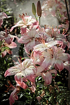 Pink lily in drops of water on a background of fog