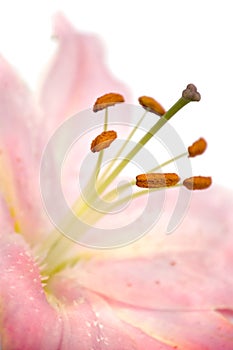 Pink lily flowe close-up