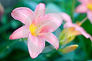 The pink lily flower