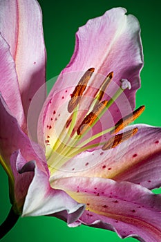 Pink lily flower