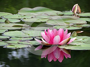 Pink lily flower