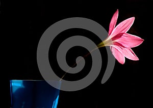 Pink Lily flower in bloom