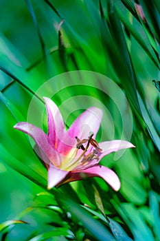 Pink Lily flower blooming over green