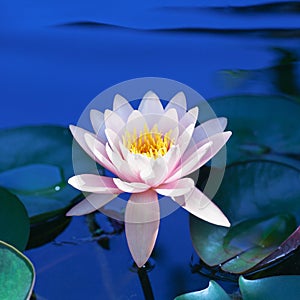 Pink lily flower blossom on blue water and green leaves background close up, beautiful purple waterlily in bloom on pond, lotus