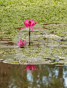 Pink lily flower blossom growing in water.