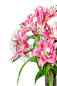 Pink lily flower blossoms isolated on white. fresh bouquet