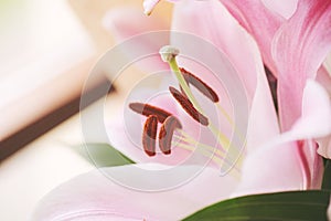 Pink lily flower bouquet. Close up