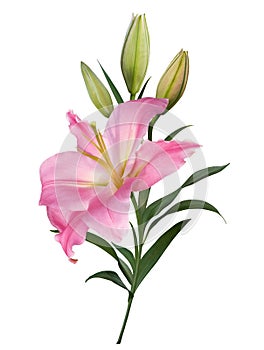 Pink lily flower bouquet isolated on white background