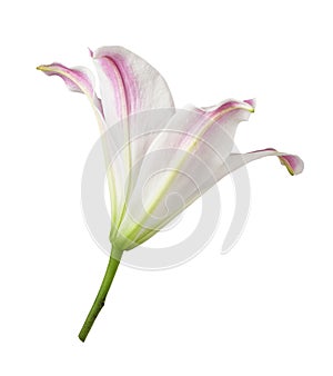 Pink lily flower (bud) isolated
