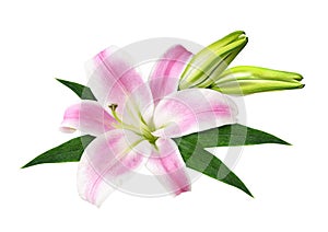 Pink lily flower and buds in a floral arrangement isolated on white