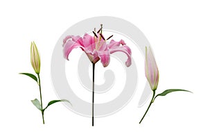 Pink lily flower with buds isolated on white background, path