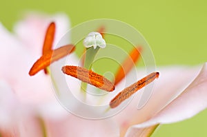 Pink lily flower closeup