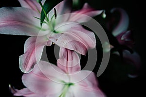 Pink lily flower closeup