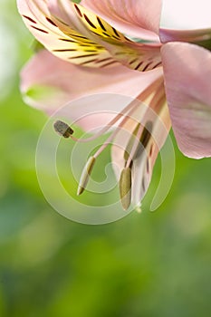 Pink lily flower closeup