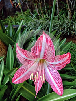 Pink lily flower closeup with green grass on background