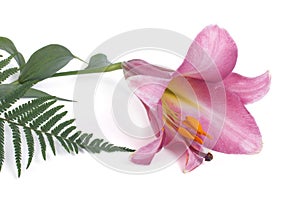 Pink lily flower and fern leaf isolated on white