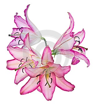 Pink lily flower with four blooms isolated on white