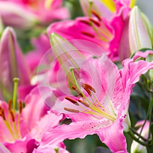 Pink lily flower in garden