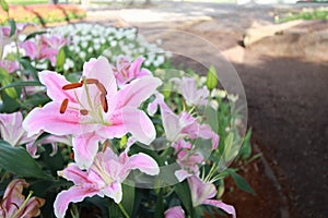 Pink lily flower in garden background,pink flower