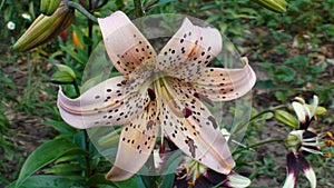 Pink Lily flower on green leaves background. Lilium longiflorum flowers in garden