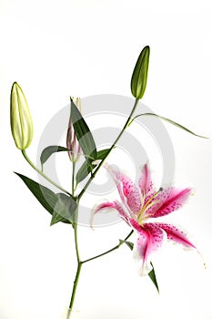 Pink lily flower isolated on white