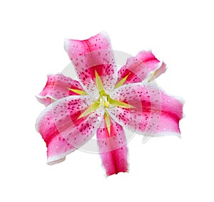 pink lily flower isolated on white