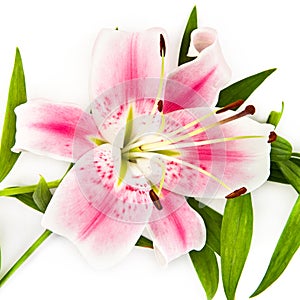 Pink lily flower isolated on a white