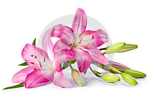 Pink lily flower isolated on white