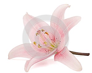 Pink lily flower, isolated on white background