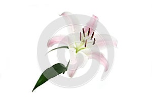 Pink lily flower isolated on white background