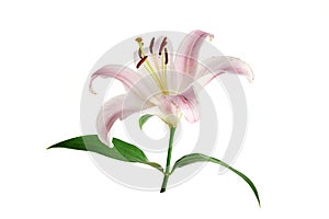 Pink lily flower isolated on white background