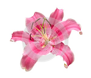 Pink lily flower isolated on white background, clipping path