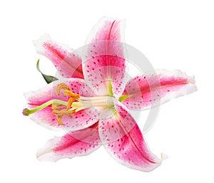 Pink lily flower isolated on white background