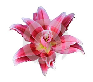 Pink lily flower isolated on white background with clipping path