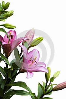 Pink lily flower isolated on white background. Lily Lilium hybrids flower