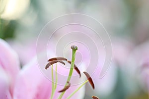 Pink lily flower in macro