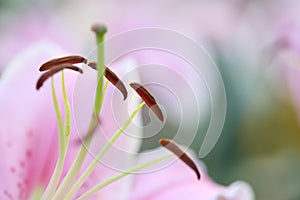 Pink lily flower in macro