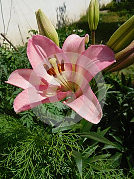 Pink lily flower macro