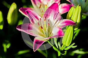 Pink lily flower. Macro photography.