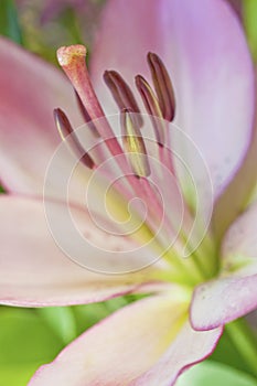 Pink Lily flower in macro view closeup with stamen and pistil