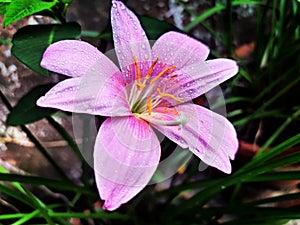 Pink Lily Flower Photography By Apoorve Verma photo