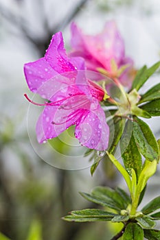 pink lily flower in spring rain