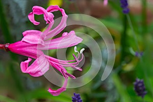 Pink lily flower with stamens and pestles in the garden on a blurry green background