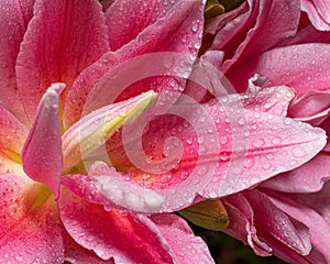 Pink Lily flower with water drops. Macro.