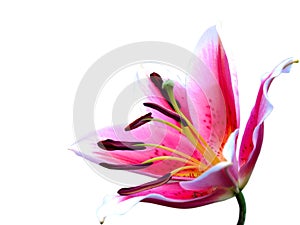 Pink lily flower