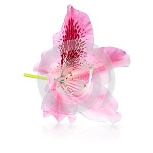 Pink lily flower on white background