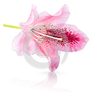 Pink lily flower on white background